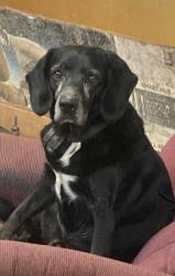 Lost Male Dog last seen Adrian Highway, Conway SC - between Highway 19 & Highway 701, Conway, SC 29526