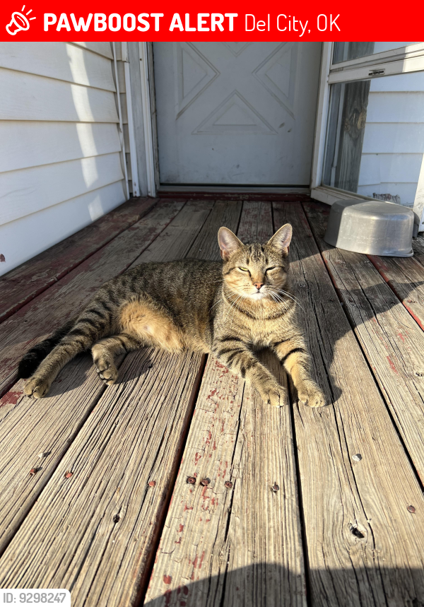 Lost Male Cat last seen Fairview St and Sunnylane , Del City, OK 73115