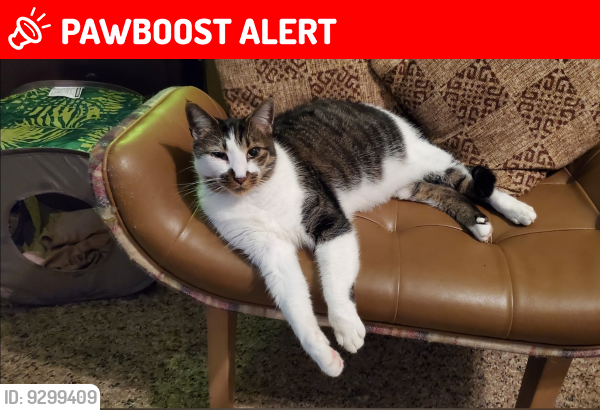Lost Male Cat last seen Indian Crest Drive, Indian Springs Village, AL 35124