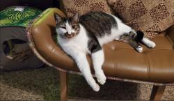 Lost Male Cat last seen Indian Crest Drive, Indian Springs Village, AL 35124