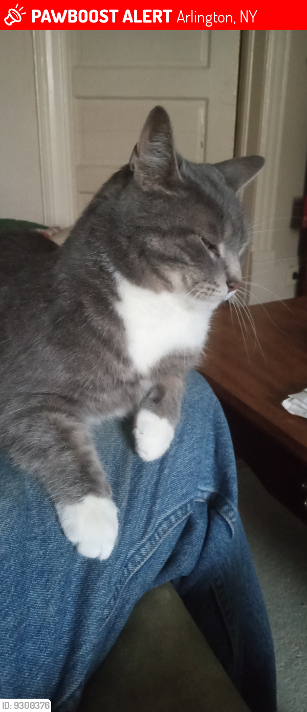 Arlington Ny Lost Male Cat Oliver Is Missing Pawboost