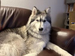 Reunited Female Dog last seen Locust Grove and Amity, possibly EB ten mile ramp, Meridian, ID 83642