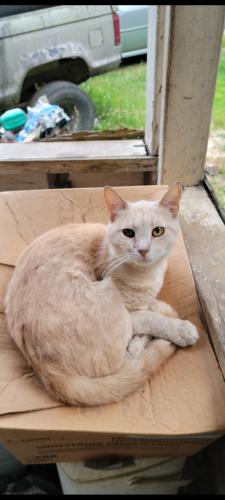 Lost Male Cat last seen Mercy Animal hosp, the new Chipotle, Olive Garden, etc, Gardendale, AL 35071