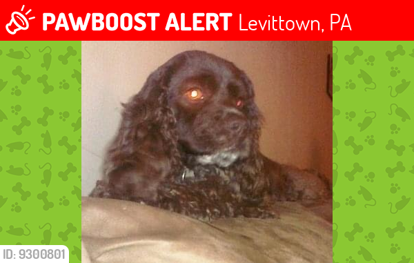 Lost Female Dog last seen Apple-tree Drive-New Falls Road, Levittown, PA 19055