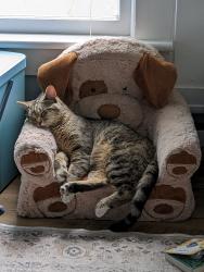 Lost Male Cat last seen Barlow and Knight's Bridge, Canby, OR 97013