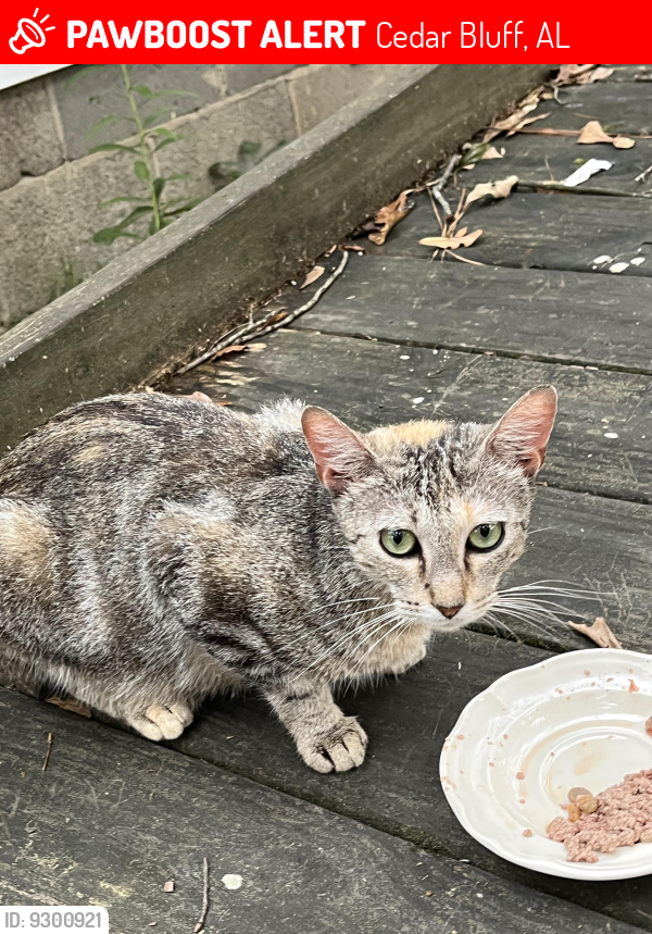 Lost Female Cat in Cedar Bluff, AL 35959 Named Sasha (ID 9300921