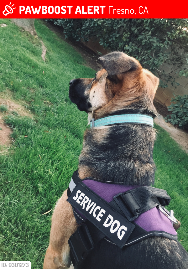Lost Female Dog last seen Travel lodge inn on olive Ave, Fresno, CA 93722