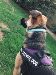 Lost Female Dog last seen Travel lodge inn on olive Ave, Fresno, CA 93722