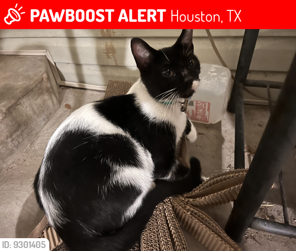 Lost Male Cat last seen Collier st , Houston, TX 77003