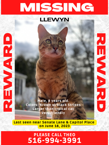 Lost Male Cat last seen Senate Lañe and Capitol Place, Huntington Station, NU, South Huntington, NY 11746