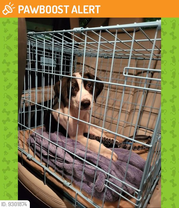 Rehomed Male Dog last seen St Robert's Church 611 & Palomino Drive, Warrington, Warrington Township, PA 18976