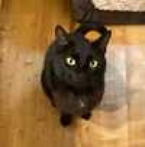 Lost Male Cat last seen Santa Margarita Pkwy and Monterey , Mission Viejo, CA 92692