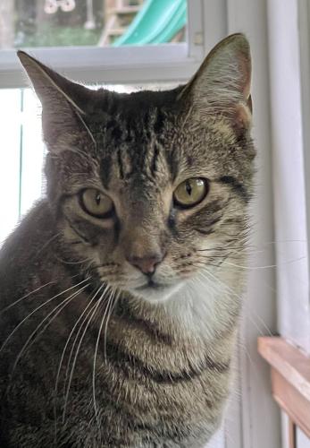 Lost Male Cat last seen Johnson rd and Holly lane chambersburg, Pa, Hamilton Township, PA 17202
