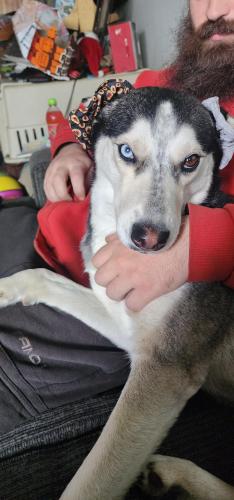 Lost Female Dog last seen Pacific court and landcaster, Fort Lupton, CO 80621