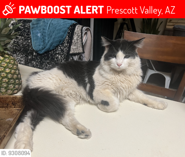 Lost Male Cat last seen North Kachina Way , Prescott Valley, AZ 86314
