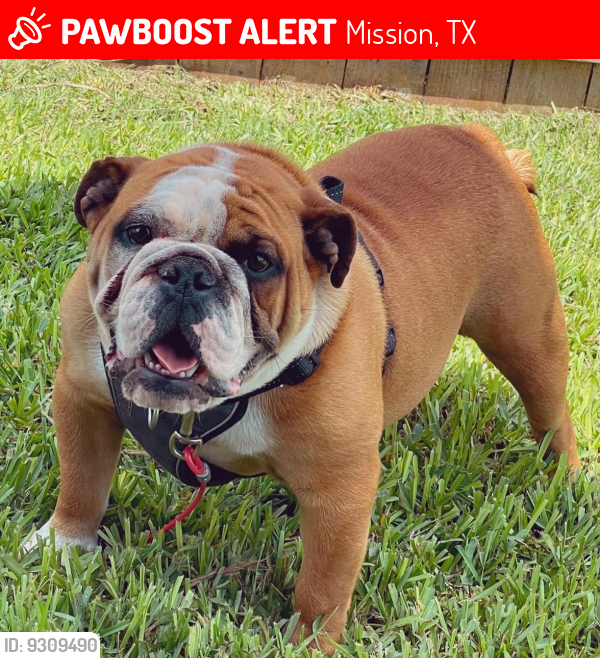 Lost Male Dog last seen Corner of I st and f st on bogambilles ests, Mission, TX 78572
