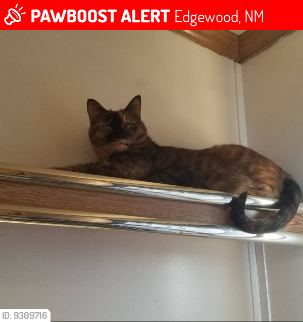Lost Female Cat last seen Rainbow and Dinkle , Edgewood, NM 87015