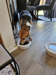 Reunited Female Dog last seen Monticello st, Laguna Niguel, CA 92677