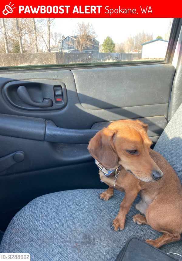 Lost Male Dog last seen Broadway Walmart in Spokane,, Spokane, WA 99205