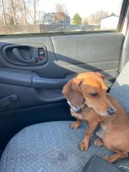 Lost Male Dog last seen Broadway Walmart in Spokane,, Spokane, WA 99205