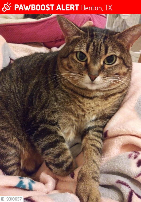 Lost Female Cat last seen Poinsettia Blvd Alley A and Teal Drive, Denton, TX 76208