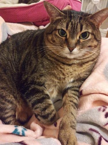 Lost Female Cat last seen Poinsettia Blvd Alley A and Teal Drive, Denton, TX 76208