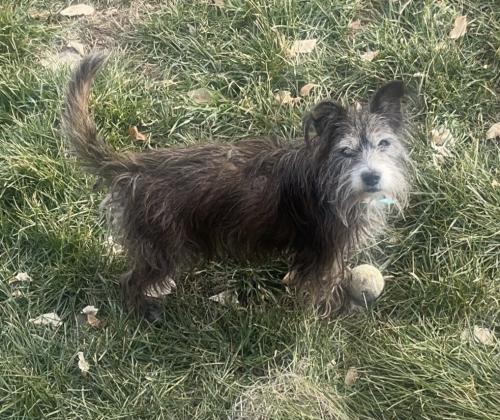 Lost Male Dog last seen Kingsbury and Purple Sage, Middleton, ID 83644