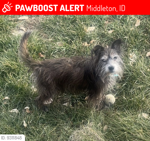 Lost Male Dog last seen Kingsbury and Purple Sage, Middleton, ID 83644