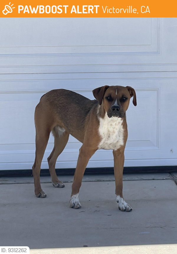 Victorville, CA Stray Dog Found Near Mesa view PawBoost