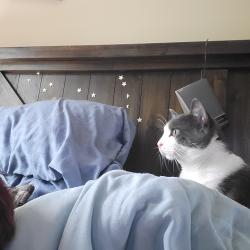 Reunited Male Cat last seen Hampshire Ave Norfolk , Norfolk, VA 23513