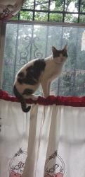 Reunited Female Cat last seen Near Central Ave, City of Orange, NJ 07050