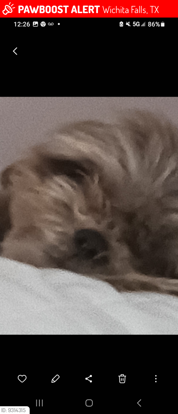 Wichita Falls, TX Lost Female Dog, Josie Is Missing | PawBoost