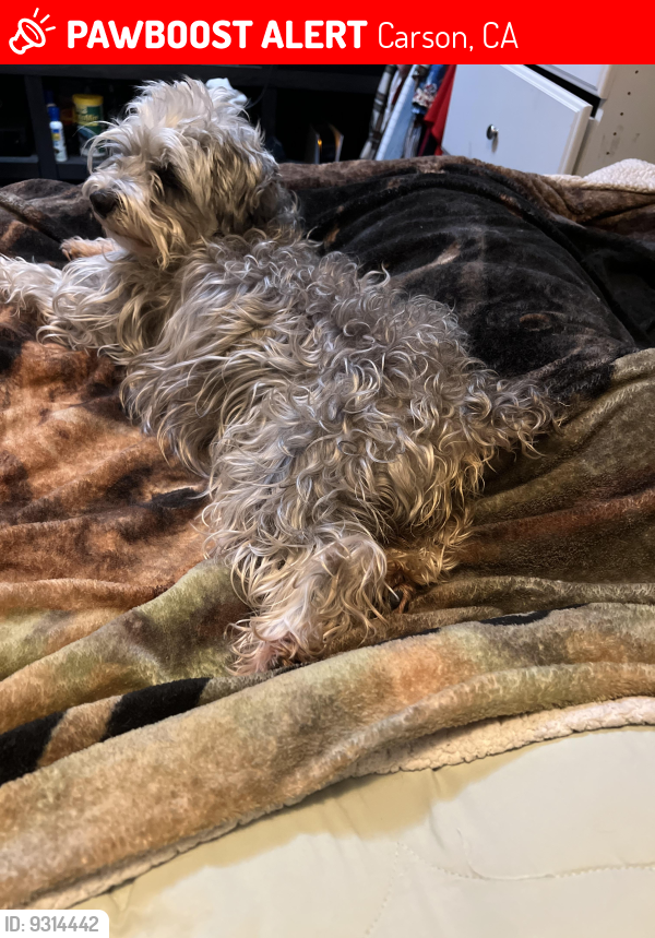 Lost Female Dog in Carson, CA 90745 Named Hanna (ID 9314442) PawBoost