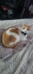 Lost Male Cat last seen Thoresby Avenue Tuffley Gloucester, Tuffley, England GL4