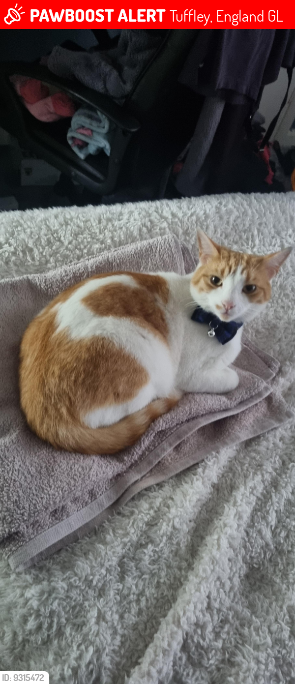 Lost Male Cat last seen Thoresby Avenue Tuffley Gloucester, Tuffley, England GL4