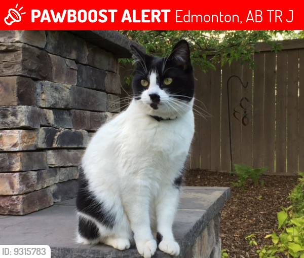 Lost Female Cat last seen Near Burton Road Edmonton Alberta T6R 2J4, Edmonton, AB T6R 2J4