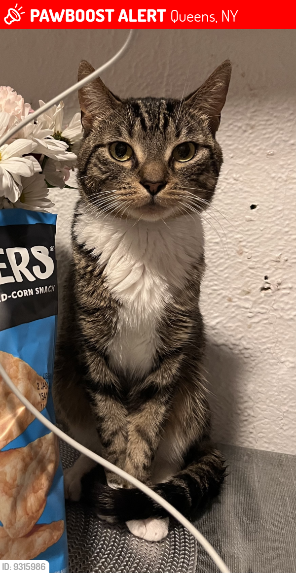 Lost Male Cat last seen 50th St Woodside New York 11377, Queens, NY 11103