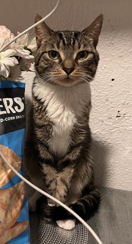 Lost Male Cat last seen 50th St Woodside New York 11377, Queens, NY 11103