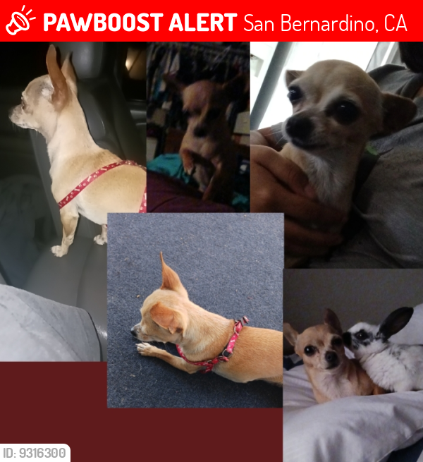 Lost Female Dog last seen Pumulo st, San Bernardino, CA 92404