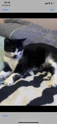 Lost Female Cat last seen Vicarage lane, Greater London, England E15 4DL