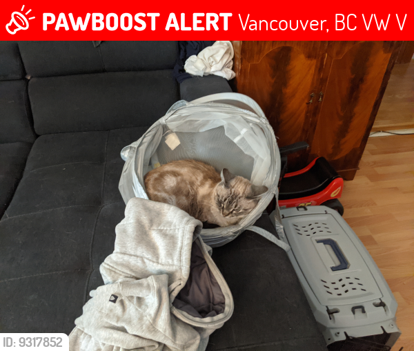 Lost Female Cat last seen E 33rd and Walden, Vancouver, BC V5W 2V6