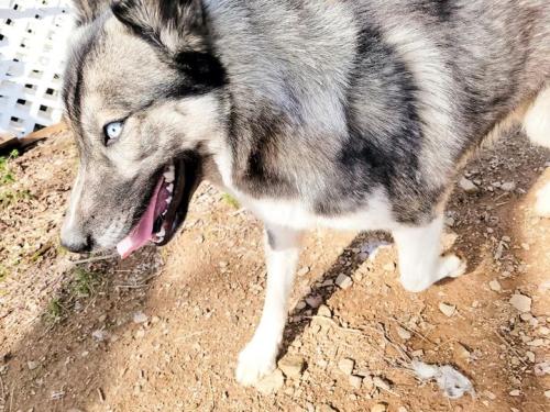 Lost Male Dog last seen Shell station (We-tote-Em Blountsville Alabama, Blountsville, AL 35031