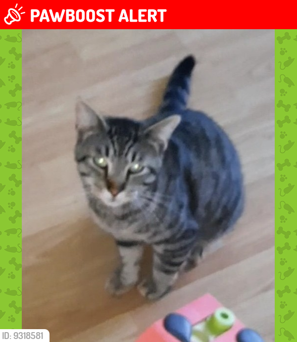 Lost Male Cat last seen Community behind Lipman packing plant, Henderson County, NC 28792