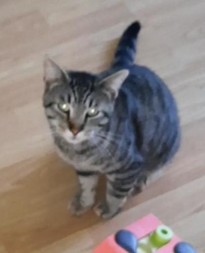 Lost Male Cat last seen Community behind Lipman packing plant, Henderson County, NC 28792