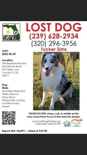 Lost Male Dog last seen Nalle Road , North Fort Myers, FL 33917
