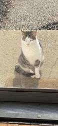Lost Female Cat last seen Pearse rd, Schenectady, NY 12309