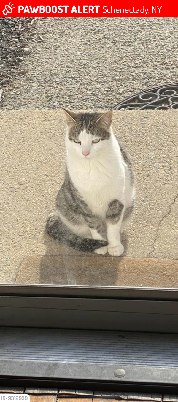 Lost Female Cat last seen Pearse rd, Schenectady, NY 12309