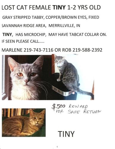 Lost Female Cat last seen Pierce Pl & W 75th PL .  Savannah Ridge subdivision, Merrillville, IN, Merrillville, IN 46410