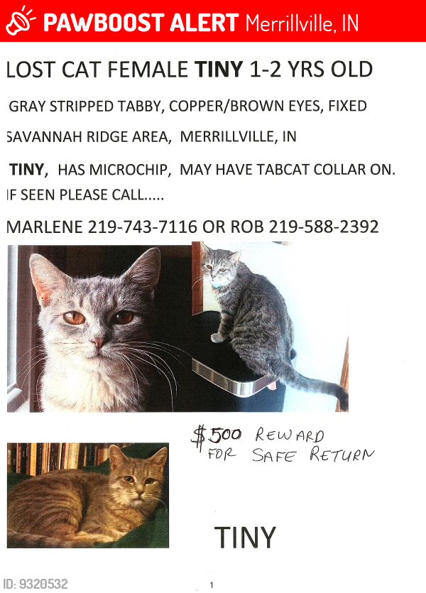 Lost Female Cat last seen Pierce Pl & W 75th PL .  Savannah Ridge subdivision, Merrillville, IN, Merrillville, IN 46410