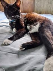 Lost Male Cat last seen Near Beverley Street Verona Va, Verona, VA 24482